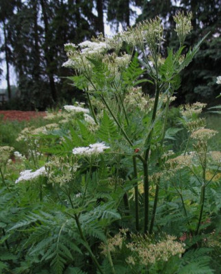 myrrhis_odorata1.jpg