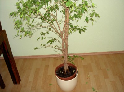 t_pict9208_119.jpg