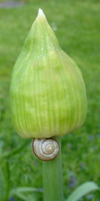 knospeschnecke.jpg