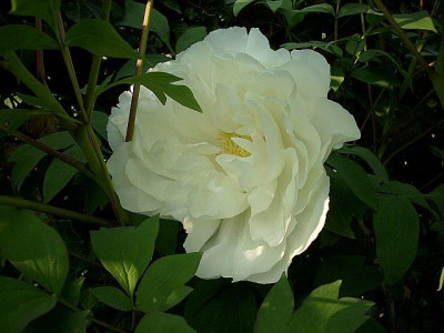 strauchpaonie_weiss_2.jpg