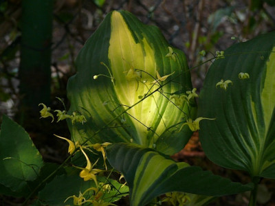 hosta_american_sweetheart_2011-05-29_117.jpg