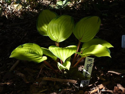 hosta_paradise_island_2011-05-09_649.jpg