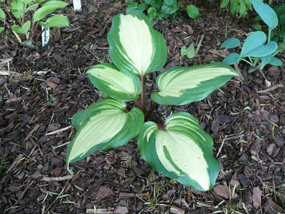 hosta_raspberry_sundae_2011-05-29_126.jpg