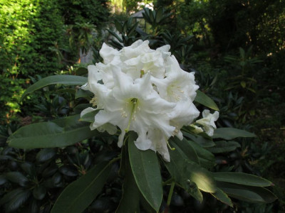 Rhododendron_fortunei_Hybride_fars_2011.jpg