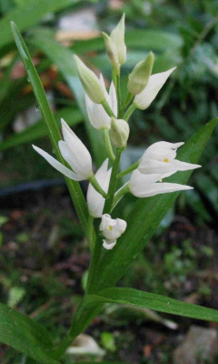 Cephalanthera_longifolia__5.11._060.jpg