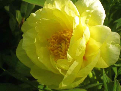 P._lutea_High_Noon__IMG_8892.JPG