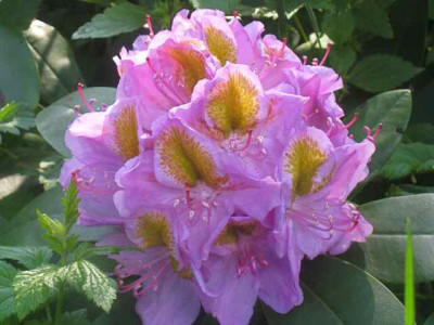 Rh._Puccini__IMG_8881.JPG