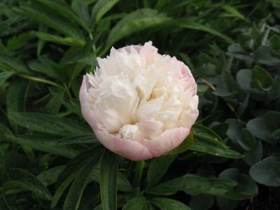 Paeonia_officinalis_Alba_Plena_2011_1_800x600.jpg