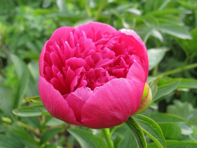 Paeonia_officinalis_Rosea_Plena_2011_1_800x600.jpg