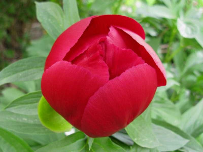 Paeonia_Illini_Warrior_2011_800x600.jpg