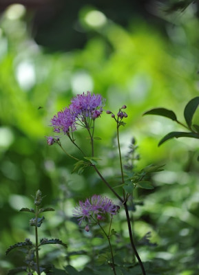 Thalictrum_aquilegifolium_Black_Stockings.jpg