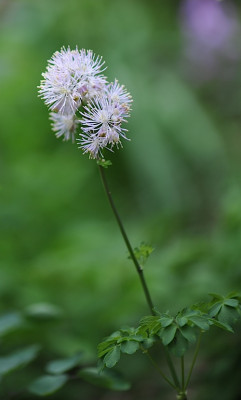 Thalictrumsa776mling.jpg