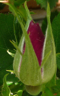 BrownVelvet_0511_02.JPG