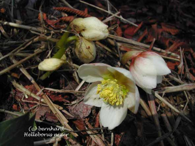 helleborus_niger11.jpg