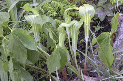 Arisaema_amurenseRimg0246.JPG