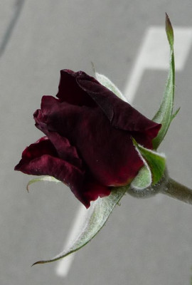 BurgundyVelvet_0511_02.JPG
