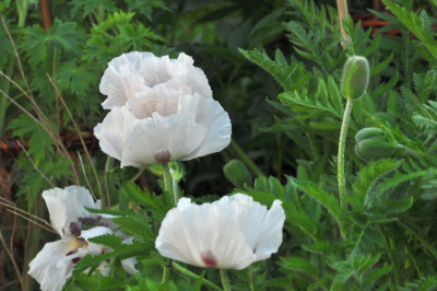 Perrys_White_a.JPG
