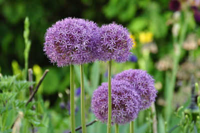 Allium_Globem..JPG