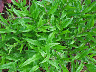 IMG_3426_bearbeitet-web.gif