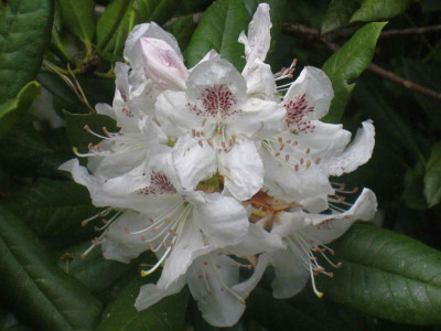 Rh._annae__IMG_8937.JPG