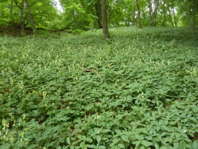 Naturwunder_fars_2011.jpg