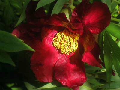 P._rockii_Ye_Guang_Bei__IMG_8903.JPG