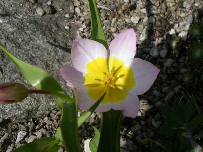 Tulipa_bakerie_Lilac_Wonder__2005-04-30.JPG