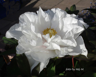 Imgp8734-StrauPaeonie.jpg