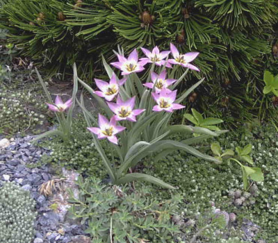 Tulipa_aucerianaRimg0252.JPG