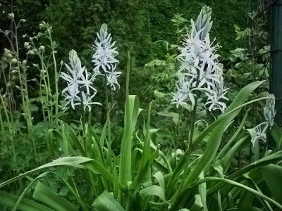 camassia.jpg