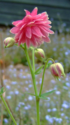 AquilegiaDSCF4061.jpg
