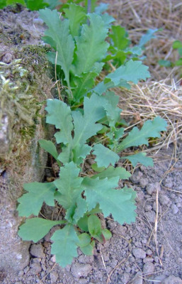 KrautDSCF4094.jpg