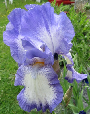 Iris_TaTo_110514.jpg