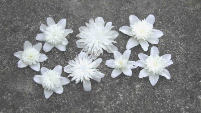 Anemone_nemorosa_DoublesRimg0266.JPG