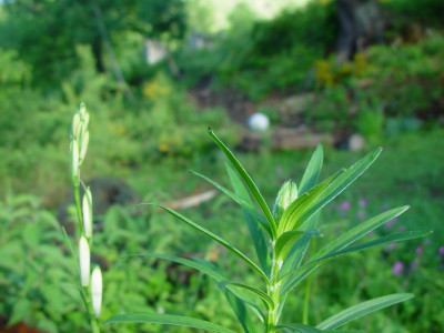 K1024_15_Mai.JPG