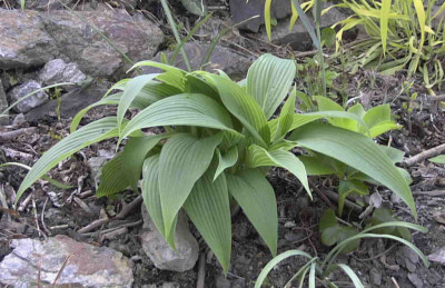 Hosta_kikutii_leuconotaRimg0243.JPG