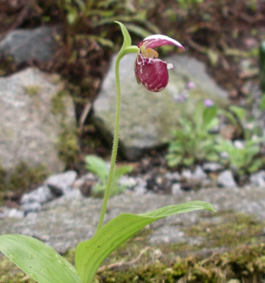 comp_Cypripedium_guttatum_15.05.11.jpg