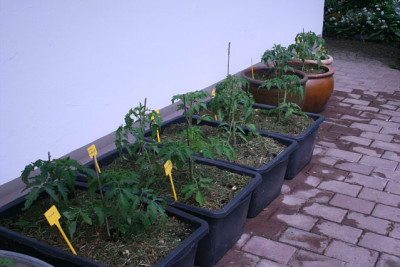 Tomaten0111.jpg