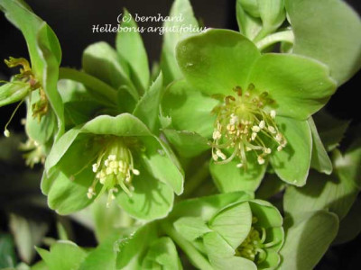 helleborus_argutifolius11.jpg