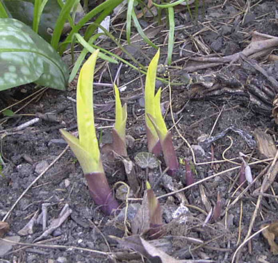 Hosta_Dresdner_GoldRimg0242.JPG
