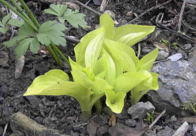 Hosta_Alaska_GoldRimg0240.JPG
