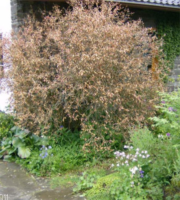Berberitze-kaputt-150511.jpg