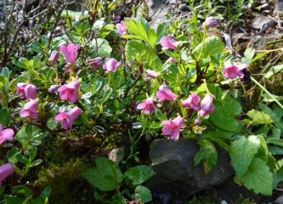 Rhododendron_campylogynum_var._myrtilloides_fars_2011.jpg