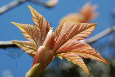 acer_pseudoplatanus_brillan.jpg