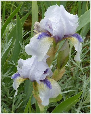 iris__3.JPG