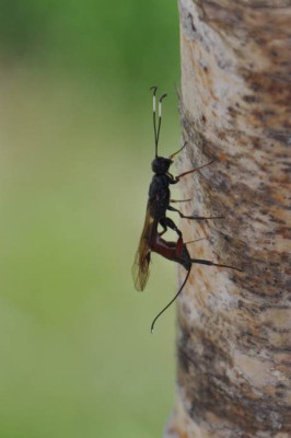 insektaufzaun.JPG