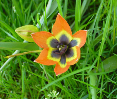 Tulipa_Little_Princess-1.jpg