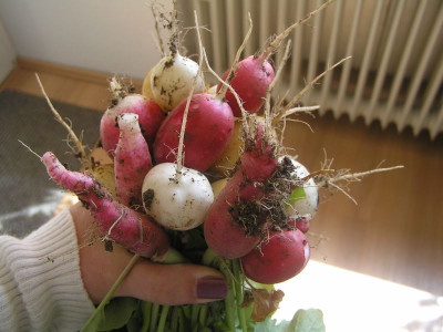 ernte150511.jpg