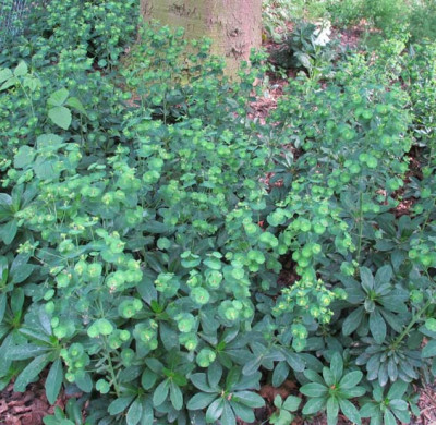 Euphorbia_robbiae_Abies_pin.jpg