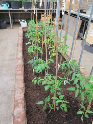 Tomaten_mai_2011_01.jpg